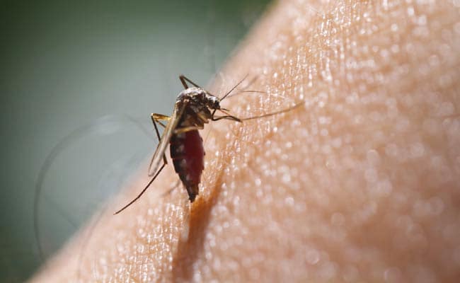 Cómo prevenir la malaria en niños y adultos de forma rápida y natural